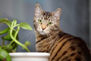 Read more about the article Har du besluttet at du skal være katteejer? Find din nye bedste ven på dyreportal.dk